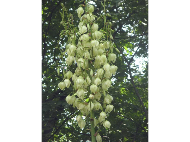 Yucca recurvifolia