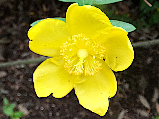 Hidcote