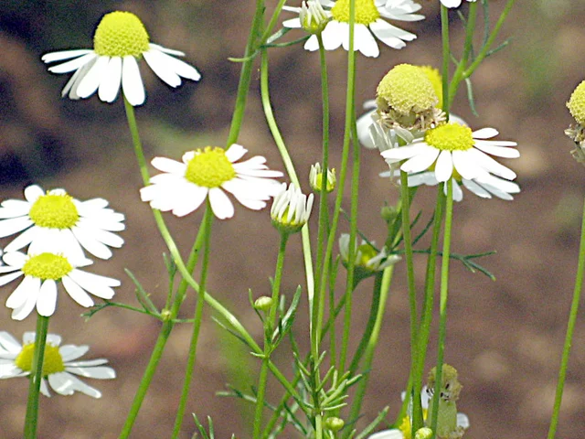 Matricaria chamomilla