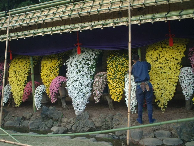 懸崖作り 菊>小菊