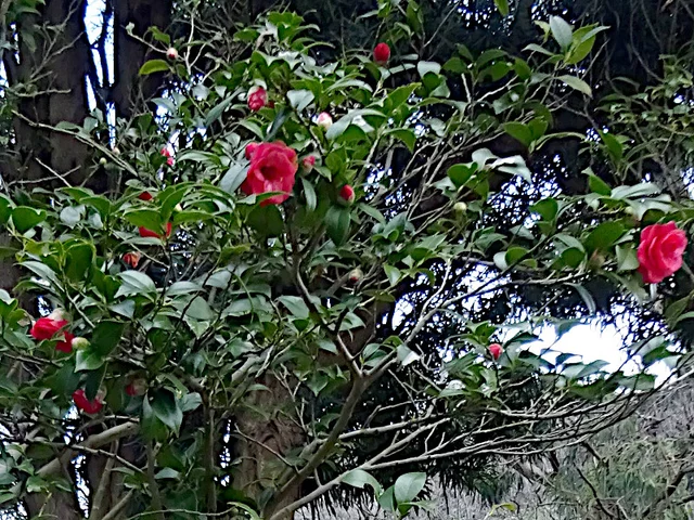 山茶花 '南蛮星'