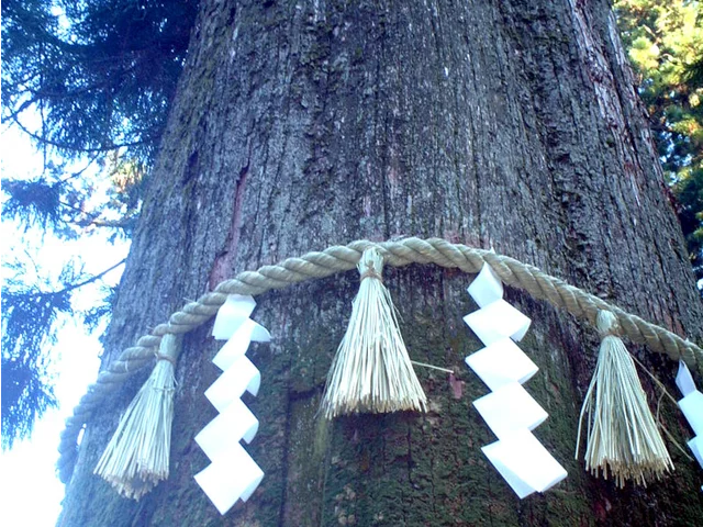 Sugi
