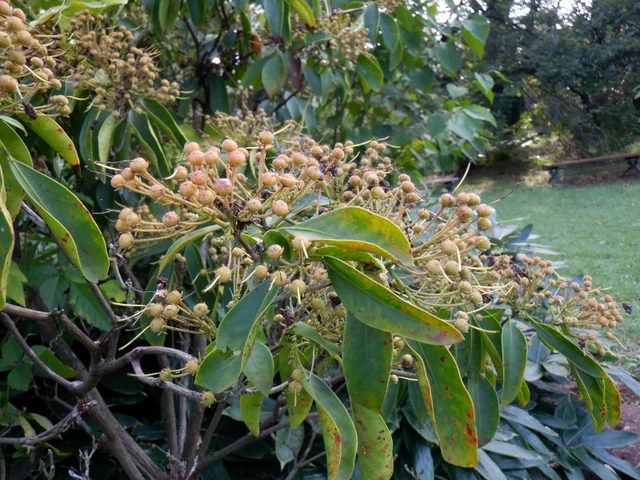 Kalmia latifolia