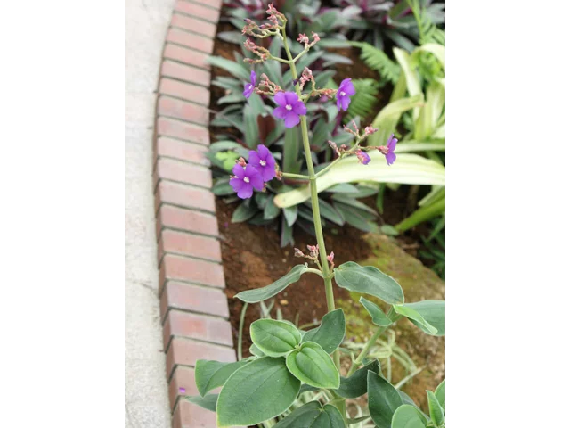 シコンノボタン