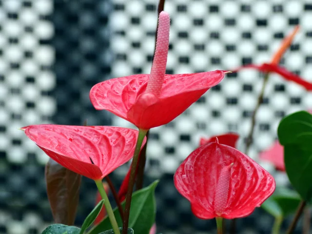 Anthurium