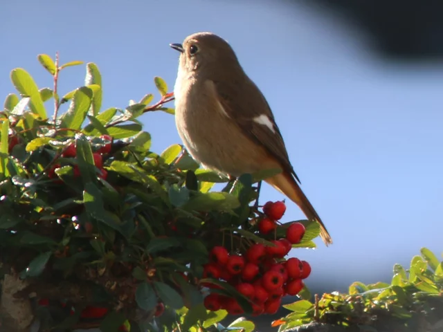 Pyracantha