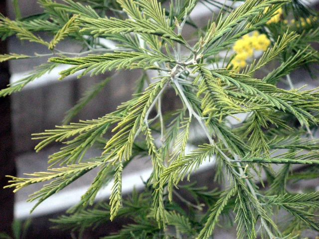 Acacia dealbata