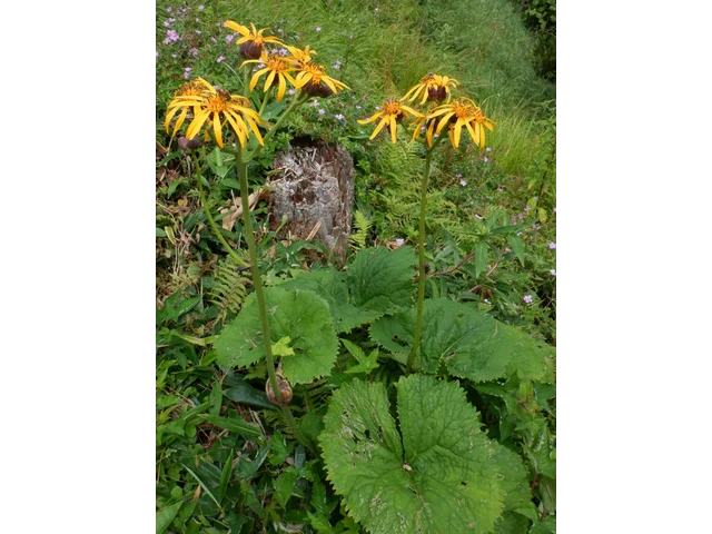 Ligularia dentata
