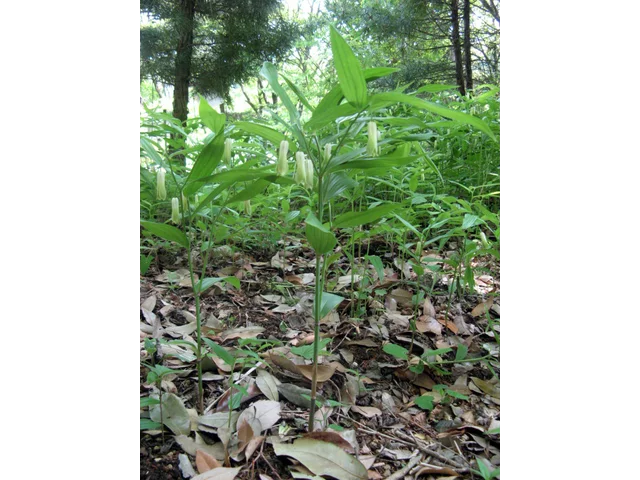 Disporum sessile