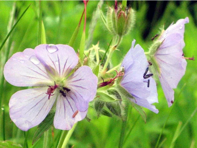Geranium erianthum