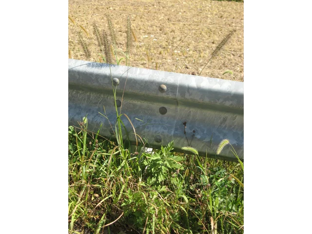 Pennisetum alopecuroides