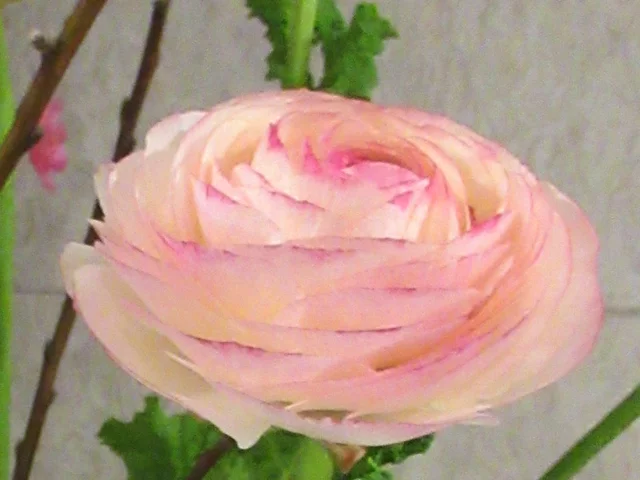 Persian buttercup