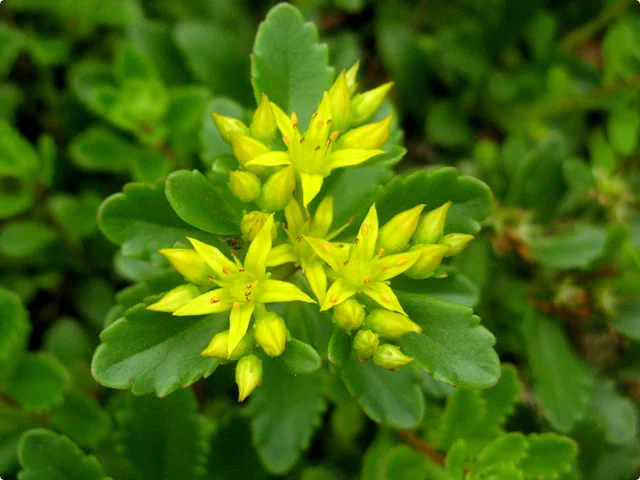 Sedum kamtschaticm