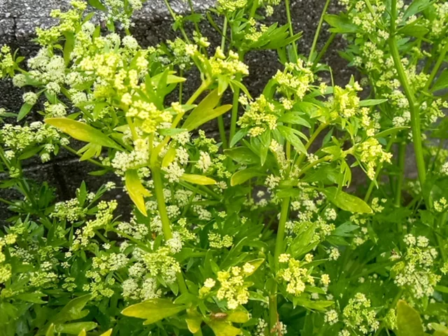 Celery