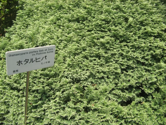 ホタルヒバ