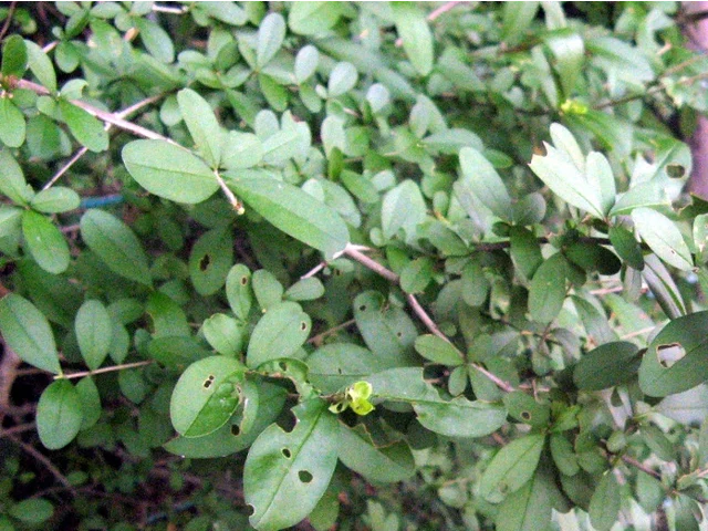 Wax privet