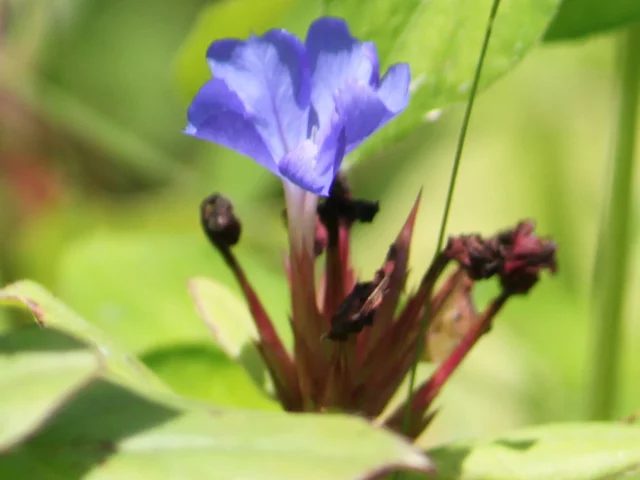 藍雪花