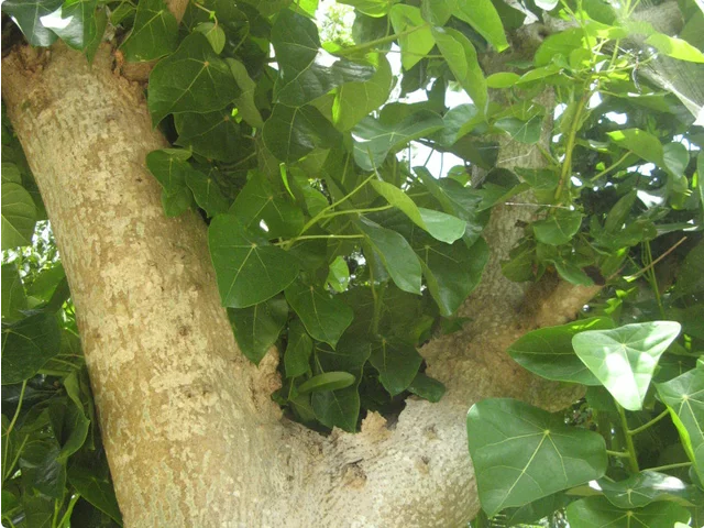 Hernandia nymphaeifolia