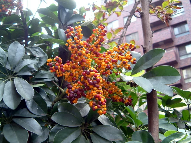 Schefflera