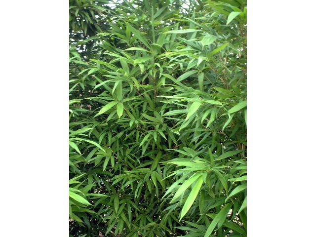 唐竹