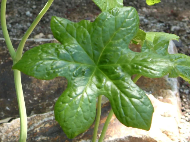 Podophyllum pleianthum