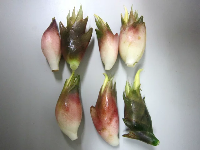 蘘荷