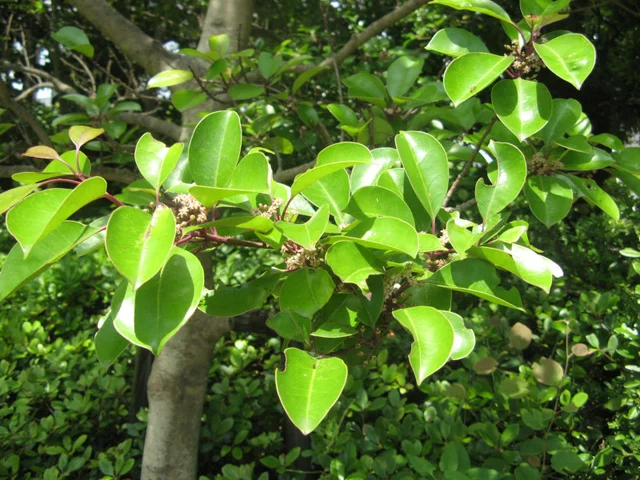 Ilex Rotunda