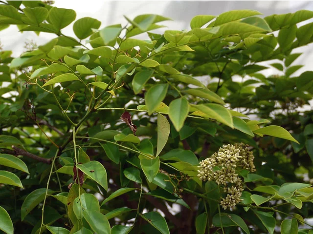 Dalbergia hainanensis