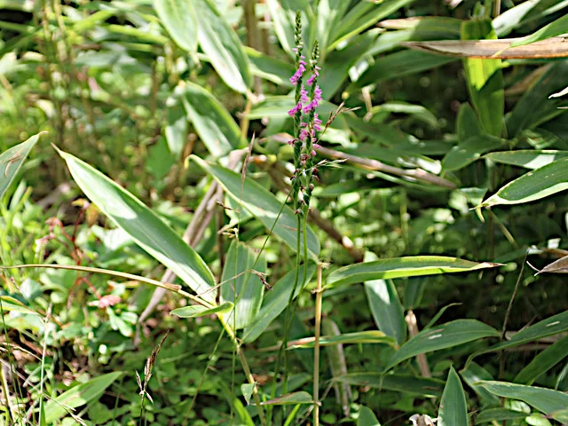 Spiranthes sinensis