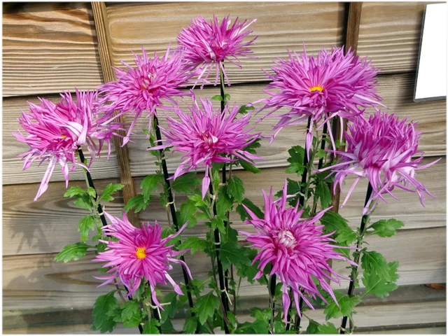 菊 "江户菊 新秋之红”