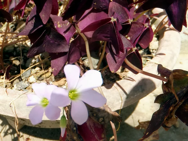 三角紫叶酢浆草