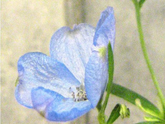 飞燕草