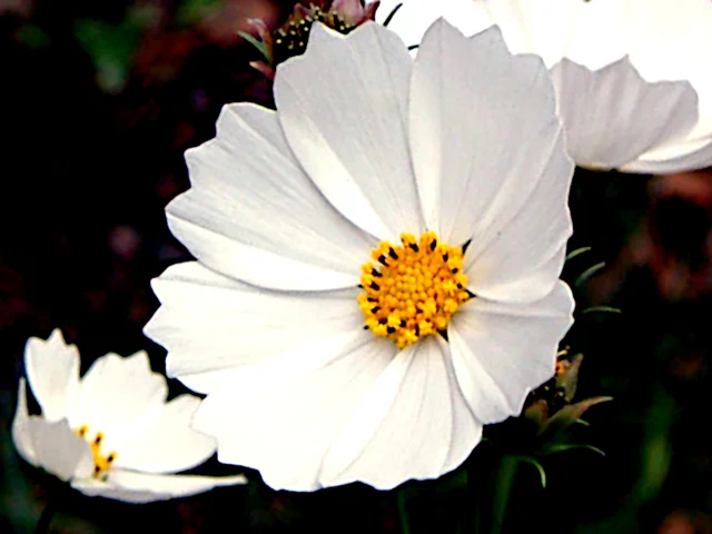 Cosmos