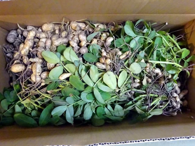 花生