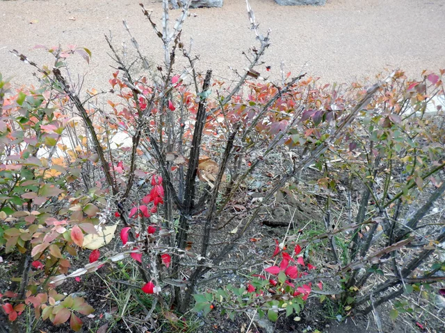 Euonymus hamiltonianus