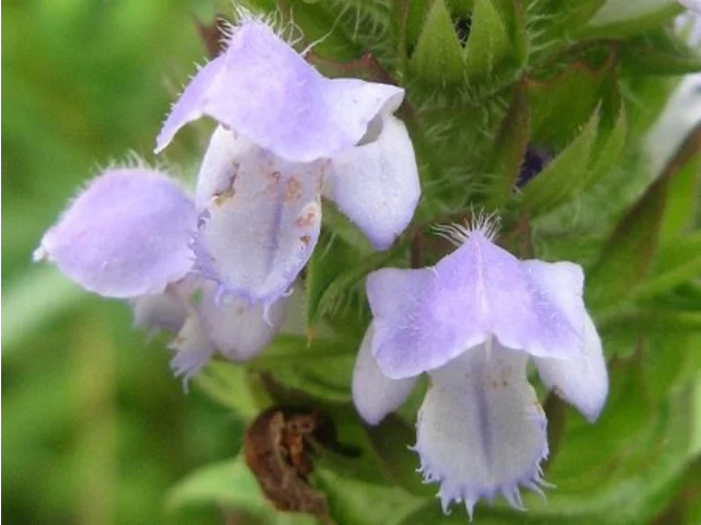Prunella asiatica
