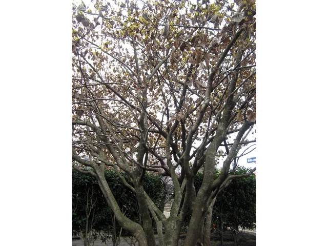 Chinese witch hazel