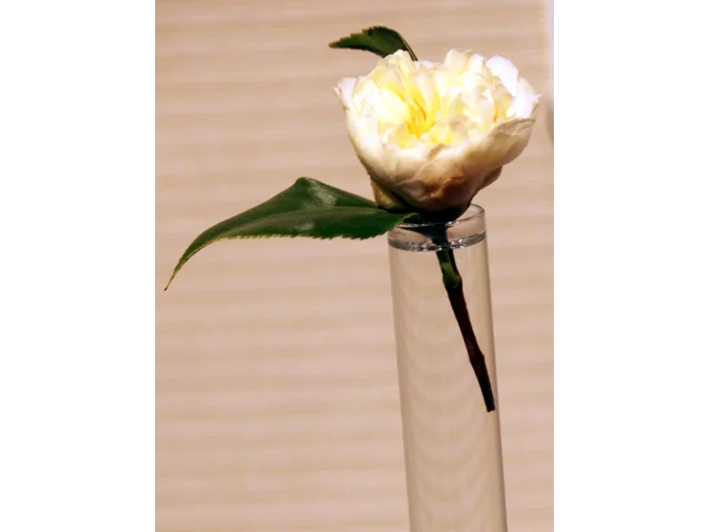 Camellia x williamsii 'Jury's Yellow'