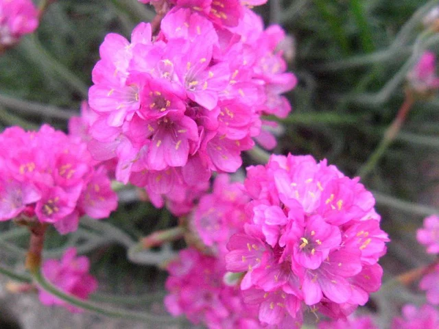 Armeria maritima