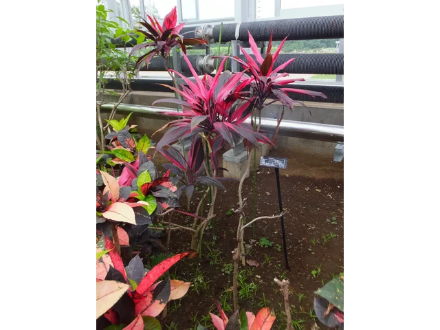 アイチアカ