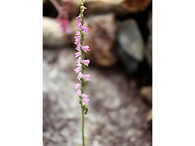 Spiranthes sinensis