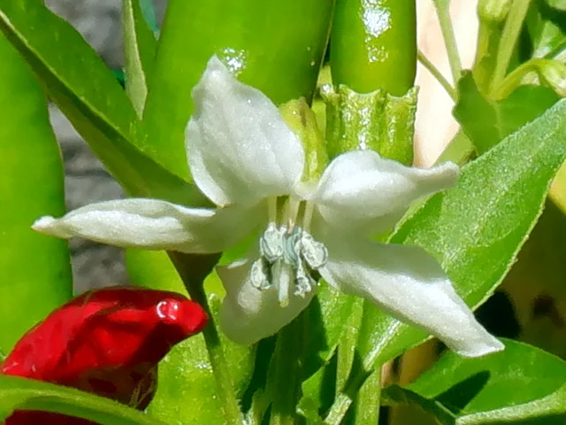  Capsicum annuum