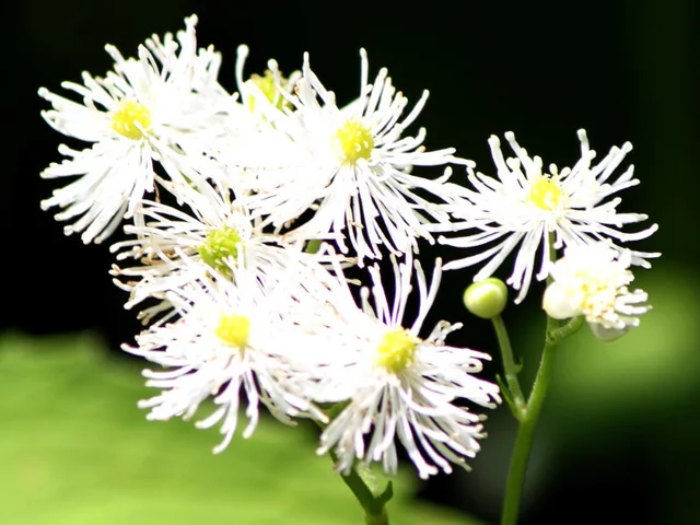 False bugbane
