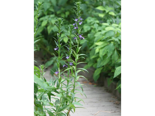 Lobelia sessilifolia