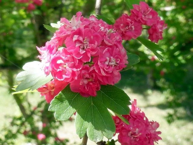 Crataegus laevigata 'Paul's Scarlet'
