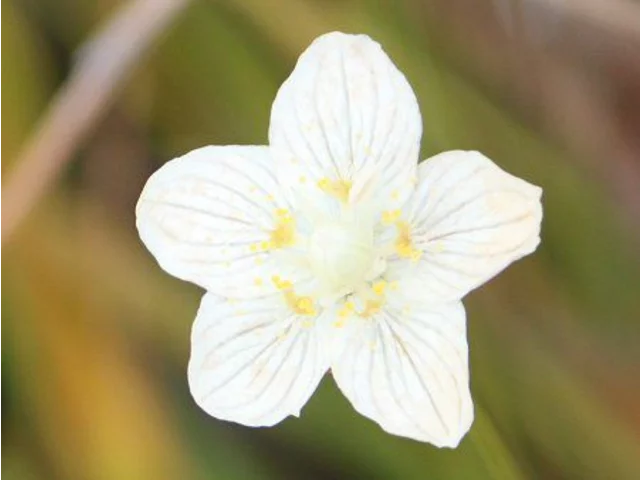 梅花草