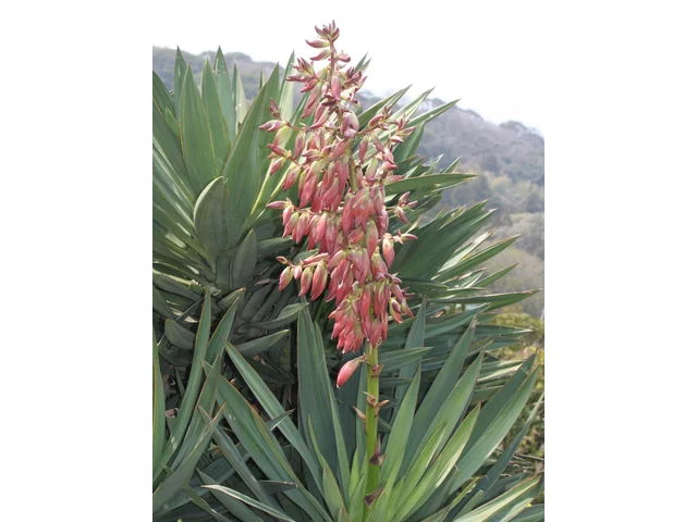 Beschorneria yuccoides