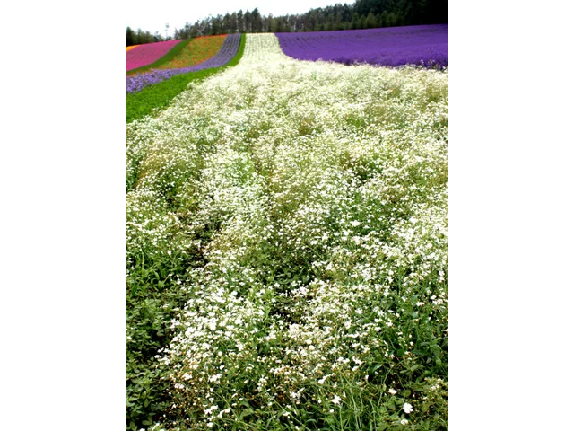 Gypsophila