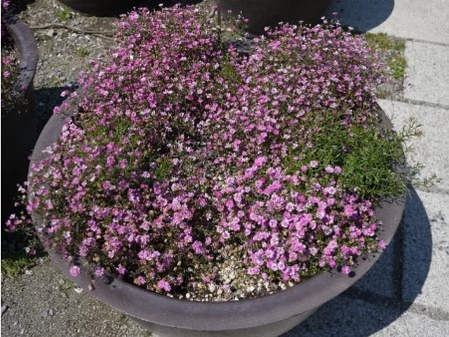 Gypsophila