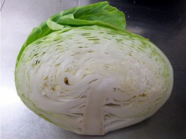 Cabbage
